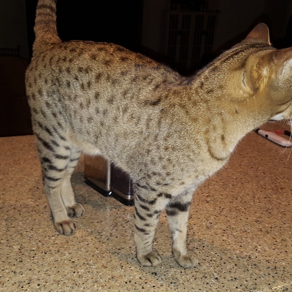 Meet your Posher, Lisa & Helpers - Picture 5 of 8